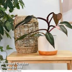 Philodendron Erubescens 'Pink Princess' 5 Philodendron Erubescens 'Pink Princess' -Vedicayur Store PHIL PINKPRINC T47207