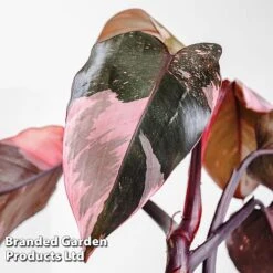 Philodendron Erubescens 'Pink Princess'