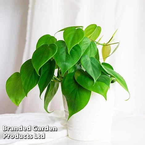 Philodendron Scandens 1 Philodendron Scandens