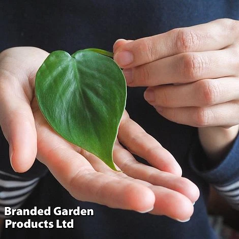 Philodendron Scandens 2 Philodendron Scandens - Image 2