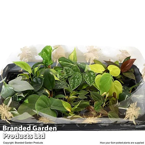 Philodendron Starter Mix 2 Philodendron Starter Mix - Image 2