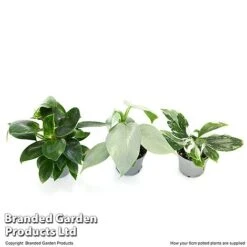 Philodendron Starter Mix 8 Philodendron Starter Mix -Vedicayur Store PHIL STARTE6CM T47692