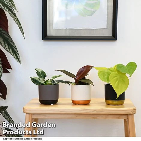 Philodendron Starter Mix 1 Philodendron Starter Mix