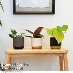 Philodendron Starter Mix 7 Philodendron Starter Mix -Vedicayur Store PHIL STARTERMX T47694