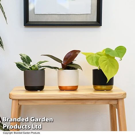 Philodendron Starter Mix 3 Philodendron Starter Mix - Image 3