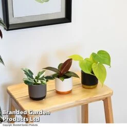 Philodendron Starter Mix 9 Philodendron Starter Mix -Vedicayur Store PHIL STARTERMX T47695