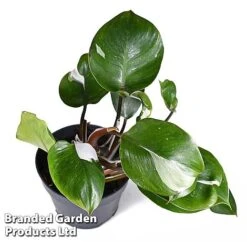 Philodendron Erubescens 'White Knight' 6 Philodendron Erubescens 'White Knight' -Vedicayur Store PHIL WHITEKNIG W48802