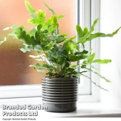 Nurseryman's Choice Indoor Fern Mix -Vedicayur Store PHLE BLUESTAR T447591