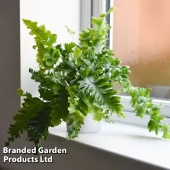 Phlebodium Aureum 'Davana'