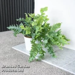 Phlebodium Aureum 'Davana' -Vedicayur Store PHLE DAVANA T42916