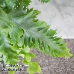 Phlebodium Aureum 'Davana' -Vedicayur Store PHLE DAVANA T42918