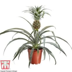 Pineapple Plant 8 Pineapple Plant -Vedicayur Store PINE KB1973 AA