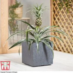 Pineapple Plant 9 Pineapple Plant -Vedicayur Store PINE KB1973 AD