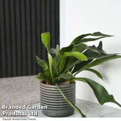 Nurseryman's Choice Indoor Fern Mix -Vedicayur Store PLAT BIFURCATU T44750