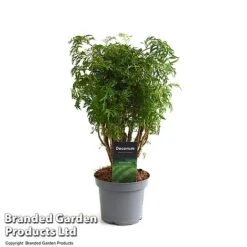 Polyscias Fruticosa 'Ming' -Vedicayur Store POLY MING12CM T49493