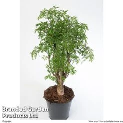 Polyscias Fruticosa 'Ming' -Vedicayur Store POLY MING12CM W48357