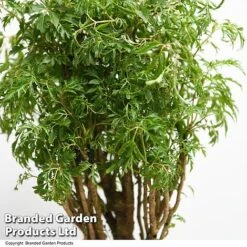 Polyscias Fruticosa 'Ming' -Vedicayur Store POLY MING T49497