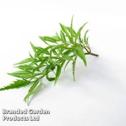 Polyscias Fruticosa 'Ming' -Vedicayur Store POLY MING W48358