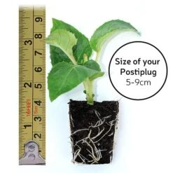 Petunia 'Frills & Spills™ Cherry Ripple' -Vedicayur Store POSTIPLUG SIZE7