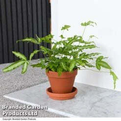 Nurseryman's Choice Indoor Fern Mix -Vedicayur Store PTER ALBOLINEA T43606