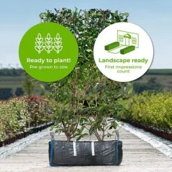 Vedicayur Store -Vedicayur Store Photinia20Red20Robin20copy20 202