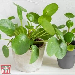 Chinese Money Plant 9 Chinese Money Plant -Vedicayur Store Pil
