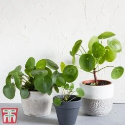 Chinese Money Plant 13 Chinese Money Plant -Vedicayur Store Pileo1