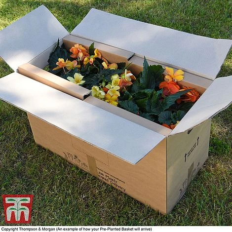 Eton Mess 3 Eton Mess - Image 3