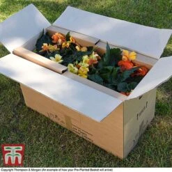 Sherbet Lemon -Vedicayur Store PrePlantedBasketArrive6