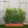 Portuguese Laurel Instant Trough Hedge 1m (pre-grown)