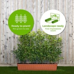 Vedicayur Store -Vedicayur Store Prunus20lus.20Angustifolia201yr20tr20 202