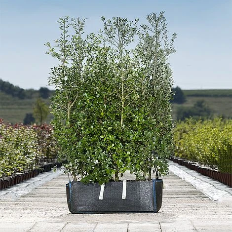 Holm Oak Hedge Ready Bag Instant Hedge 1m (pre-grown) 1 Holm Oak Hedge Ready Bag Instant Hedge 1m (pre-grown)