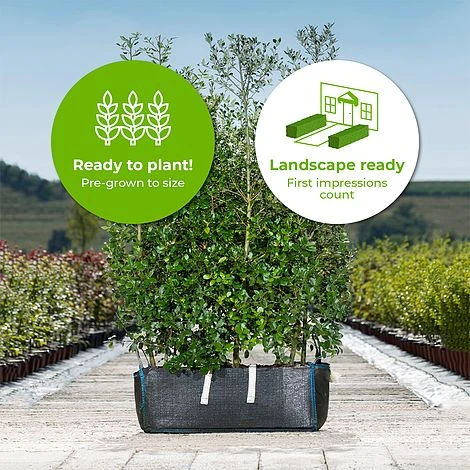 Holm Oak Hedge Ready Bag Instant Hedge 1m (pre-grown) 2 Holm Oak Hedge Ready Bag Instant Hedge 1m (pre-grown) - Image 2