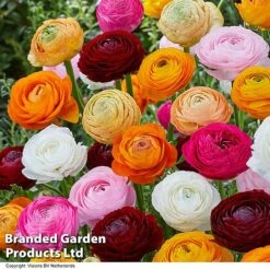 Ranunculus 'Mixed' -Vedicayur Store RANU MIXRANUNC H49168