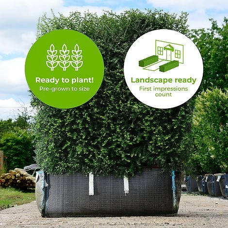 Honeysuckle Ready Bag Instant Hedge 1m (pre-grown) 2 Honeysuckle Ready Bag Instant Hedge 1m (pre-grown) - Image 2