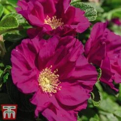 Rose Rugosa 'Rubra' (Species Shrub Rose) -Vedicayur Store ROSA T59373 B