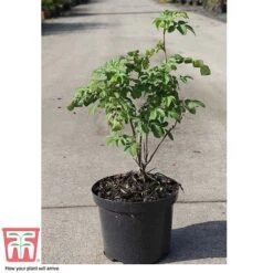 Rose Rugosa 'Rubra' (Species Shrub Rose) -Vedicayur Store ROSA T59373 C