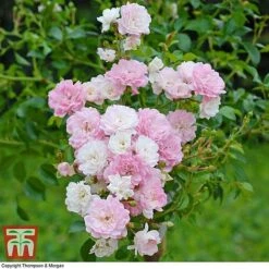 Rose 'The Fairy' (Polyantha) 8 Rose 'The Fairy' (Polyantha) -Vedicayur Store ROSE T59371 C