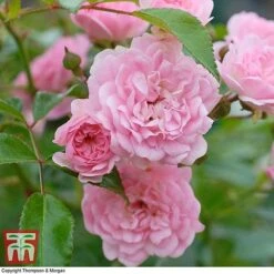 Rose 'The Fairy' (Polyantha) 9 Rose 'The Fairy' (Polyantha) -Vedicayur Store ROSE T59371 D