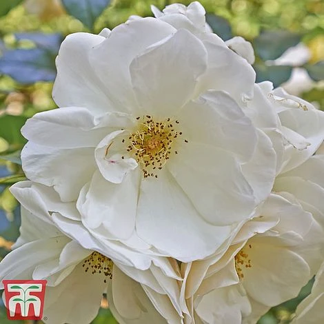 Rose Rugosa 'Alba' (Species Shrub Rose) 2 Rose Rugosa 'Alba' (Species Shrub Rose) - Image 2