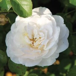 Rose 'Easy Elegance Snowdrift' (Shrub Rose) -Vedicayur Store ROSE T59387 B h
