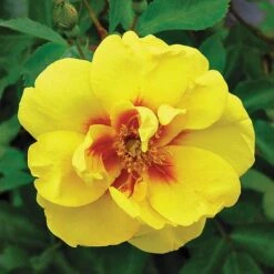 Rose 'Eye Of The Tiger' (Shrub Rose) 5 Rose 'Eye Of The Tiger' (Shrub Rose) -Vedicayur Store ROSE T62663 B h