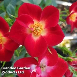 Rose 'Everglow Ruby' (Shrub) -Vedicayur Store ROSE EVERGLRUB H41240