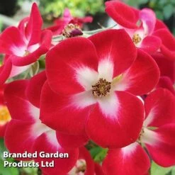 Rose 'Everglow Ruby' (Shrub) -Vedicayur Store ROSE EVERGLRUB H41241