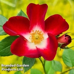 Rose 'Everglow Ruby' (Shrub) -Vedicayur Store ROSE EVERGLRUB H41242