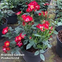 Rose 'Everglow Ruby' (Shrub) -Vedicayur Store ROSE EVERGLRUB H41245