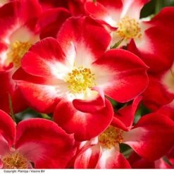 Rose 'Everglow Ruby' (Shrub) -Vedicayur Store ROSE EVERGLRUB H41249