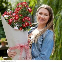 Rose 'Everglow Ruby' (Shrub) -Vedicayur Store ROSE EVERGLRUB H41251