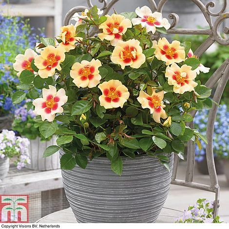 Rose 'Eye Of The Tiger' (Shrub Rose) 1 Rose 'Eye Of The Tiger' (Shrub Rose)