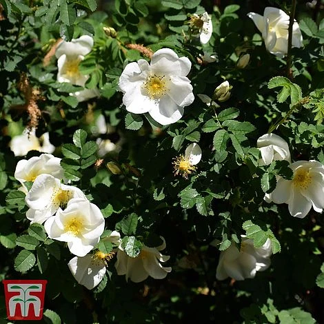 Rose Rugosa 'Alba' (Species Shrub Rose) 1 Rose Rugosa 'Alba' (Species Shrub Rose)